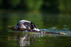 swimming Australian-Cattle-Dog-Mongrel