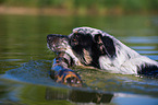 swimming Australian-Cattle-Dog-Mongrel