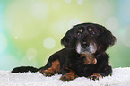 old Dachshund-Mongrel