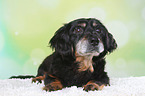 old Dachshund-Mongrel