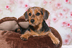 Dachshund-Mongrel Puppy Portrait