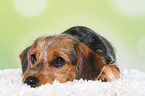 lying Dachshund-Mongrel Puppy