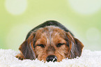 sleeping Dachshund-Mongrel Puppy