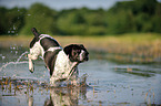 running Frensh-Bulldog-Pointer