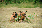 2 Rhodesian-Mongrels