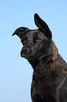 Labrador-Shepherd Portrait