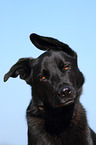 Labrador-Shepherd Portrait