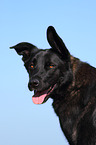 Labrador-Shepherd Portrait