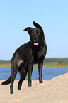 standing Labrador-Shepherd