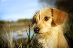 Chihuahua-Dachshund Portrait