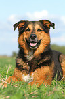 lying Bernese-Mountain-Dog-Shepherd