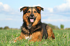 lying Bernese-Mountain-Dog-Shepherd