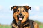 Bernese-Mountain-Dog-Shepherd Portrait