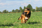 running Bernese-Mountain-Dog-Shepherd