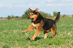 running Bernese-Mountain-Dog-Shepherd