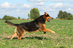 running Bernese-Mountain-Dog-Shepherd