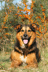 lying Bernese-Mountain-Dog-Shepherd