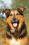 Bernese-Mountain-Dog-Shepherd Portrait