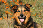 Bernese-Mountain-Dog-Shepherd Portrait