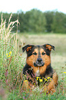 sitting Bernese-Mountain-Dog-Shepherd