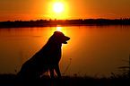 sitting Bernese-Mountain-Dog-Shepherd