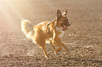 running Border-Collie-Mongrel