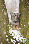 Terrier-Mongrel in snow