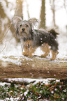 Terrier-Mongrel in snow