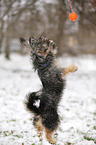 Terrier-Mongrel in snow