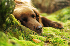 sleeping Munsterlander-Mongrel