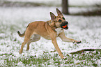 running Malinois-Boxer-Mongrel