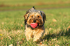 playing Yorkshire-Terrier-Mongrel