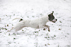 running Beagle-Bulldog-Mongrel