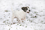 running Beagle-Bulldog-Mongrel