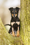 young Chihuahua-Miniature-Pinscher