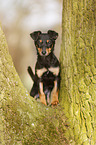 young Chihuahua-Miniature-Pinscher