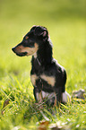 young Chihuahua-Miniature-Pinscher