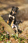 young Chihuahua-Miniature-Pinscher