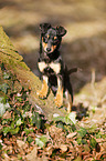 young Chihuahua-Miniature-Pinscher