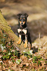 young Chihuahua-Miniature-Pinscher