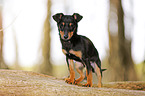 young Chihuahua-Miniature-Pinscher