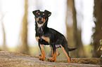 young Chihuahua-Miniature-Pinscher