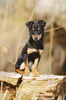 young Chihuahua-Miniature-Pinscher