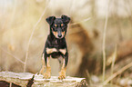 young Chihuahua-Miniature-Pinscher