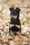 young Chihuahua-Miniature-Pinscher