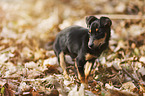 young Chihuahua-Miniature-Pinscher