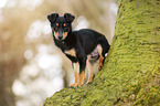 young Chihuahua-Miniature-Pinscher