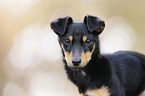 young Chihuahua-Miniature-Pinscher