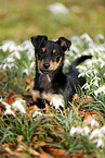 young Chihuahua-Miniature-Pinscher