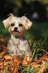 sitting Yorkshire-Terrier-Maltese